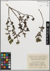 Foto von Salix myrsinifolia Salisb.